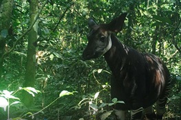 New hope for the Okapi Wildlife Reserve – a wildlife haven under threat in in the heart of the Congo rainforest   
